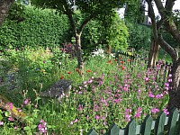 Wild Flower Mix for Shade